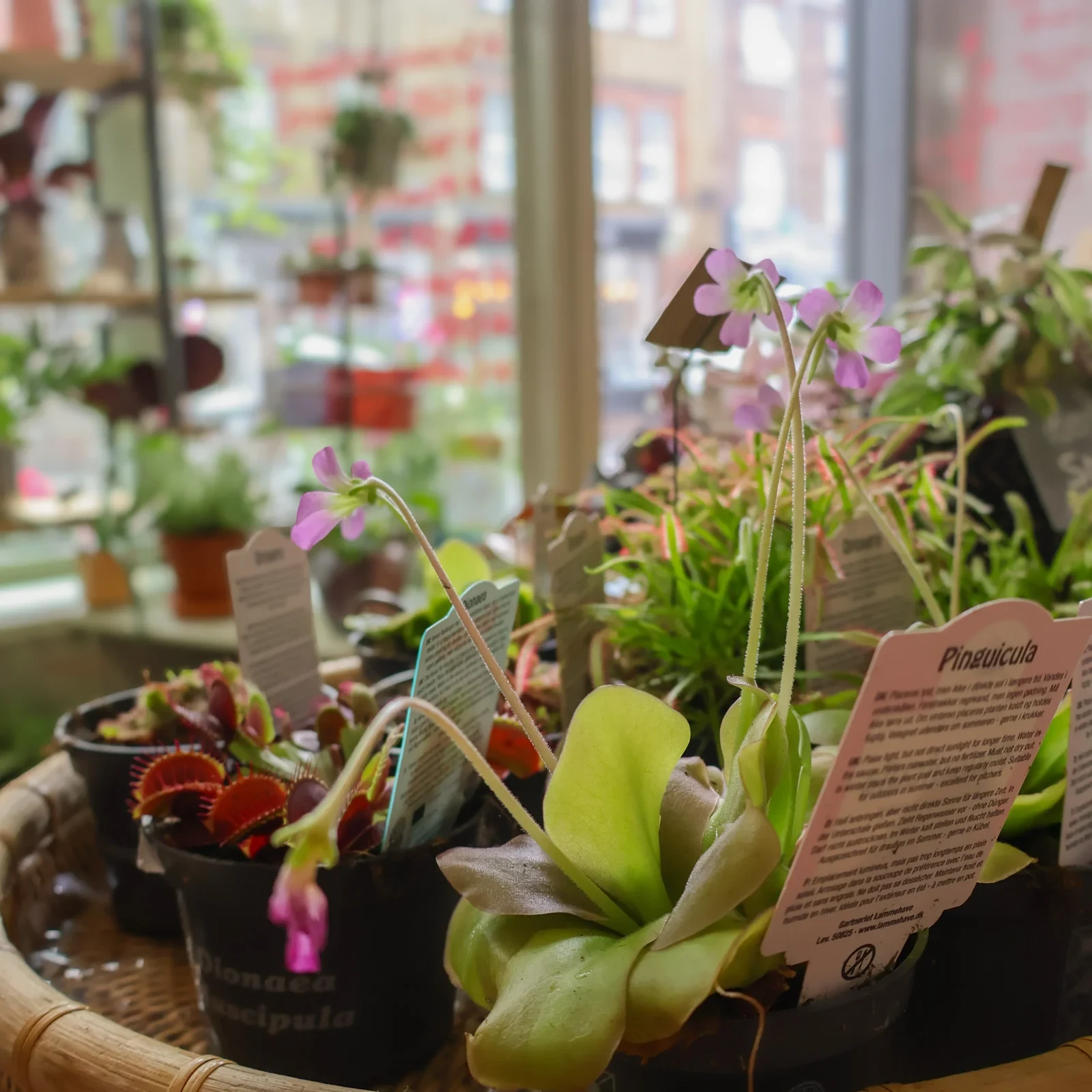 Flowers and greenery on display at Roots