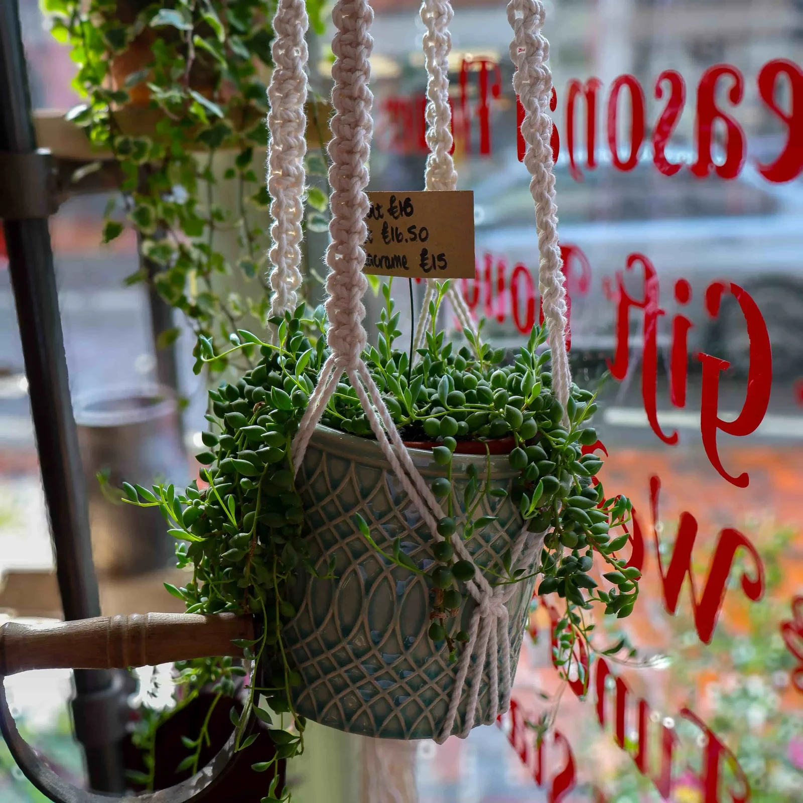 Hanging plant in the Roots shop window