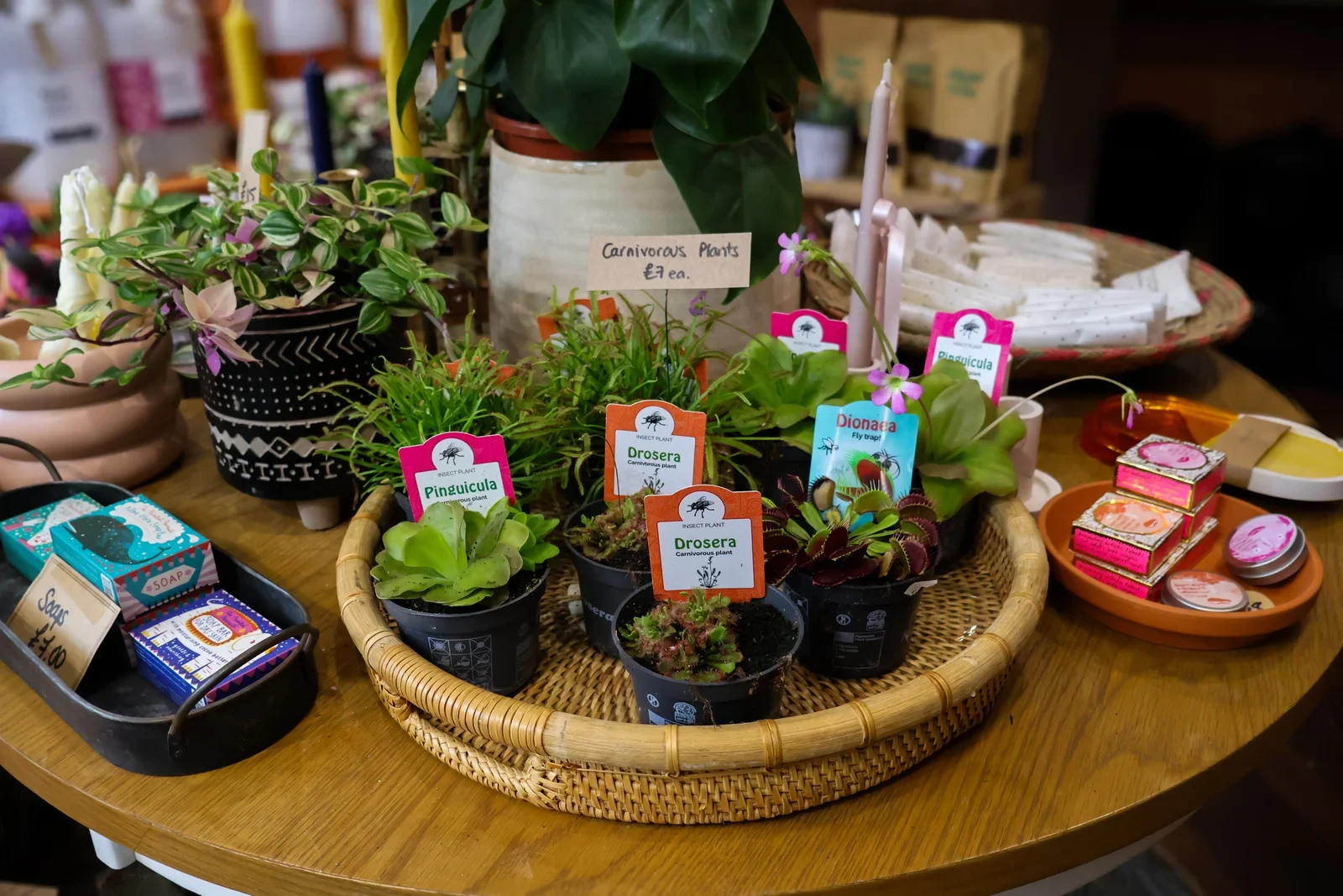 Plants and small gifts on a display table at Roots